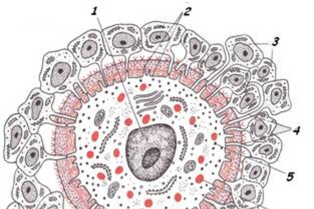 Яйцеклетка млекопитающего. Строение яйцеклетки Лучистый венец. Строение яйцеклетки КРС. Лучистый венец яйцеклетки гистология. Лучистый венец фолликула.